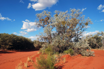 Tree in the australian bush