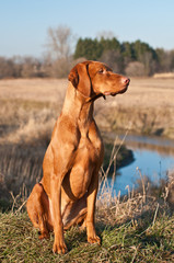 Vizsla Dog Sitting in a Field