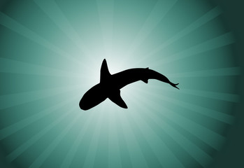 Obraz premium shark in the water