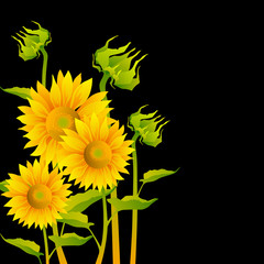 beautiful yellow Sunflowers on black background