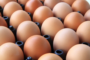Chicken eggs.