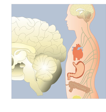 Nervensystem