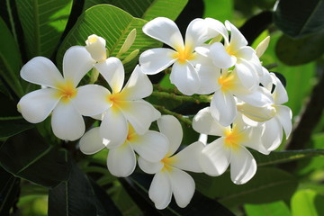 Plumeria trees
