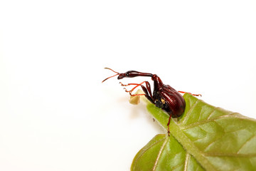 a insects has very long neck