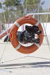 Perro Dog