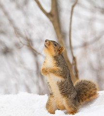 Naklejka na ściany i meble Squirrel Fox, Sciurus niger