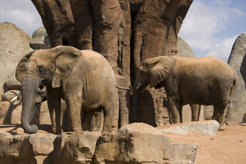 Elefantes © polibernat