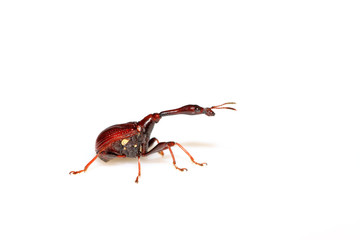 a insects has very long neck