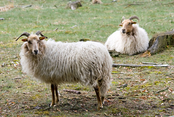 Fototapeta premium Sheep