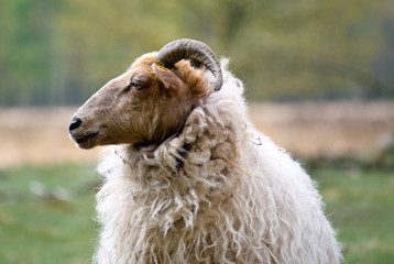 Sheep