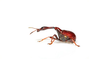 a insects has very long neck