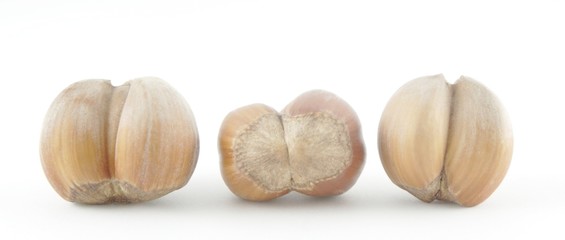 mutation of hazelnuts