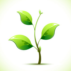 Sapling
