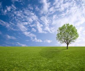 Fototapeta na wymiar drzewa i trawy na wiosnę