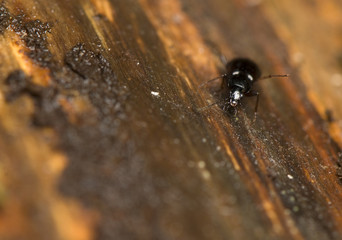 Beetle
