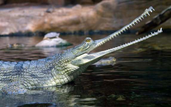 Gavial Indian - Gavialis Gangeticus