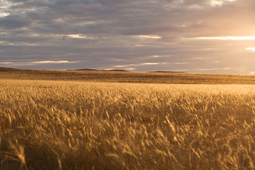 Beautiful sunset with heavy sky in steppe