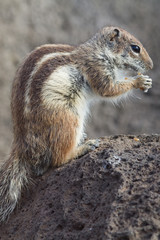 Ground Squirrel