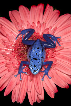 Poison Dart Frog 8
