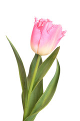 Pink tulip isolated on white background