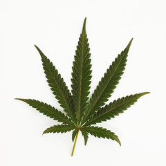 cannabis leaf