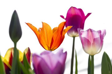 Naklejka premium Tulpen 6