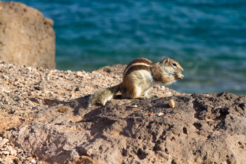 Ground Squirrel