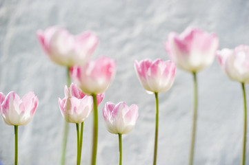 Tulpen 10