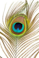 Naklejka premium Pfauenfeder Auge