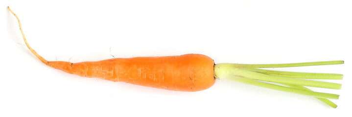 Carrot