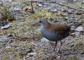 Water rail (Rallus aquaticus)