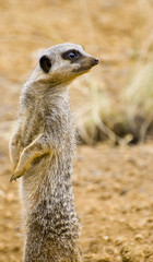 Meerkat