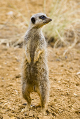 Fototapeta premium Meerkat