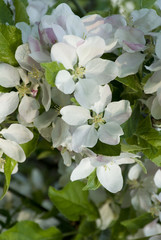 Obraz premium Apple Blossum