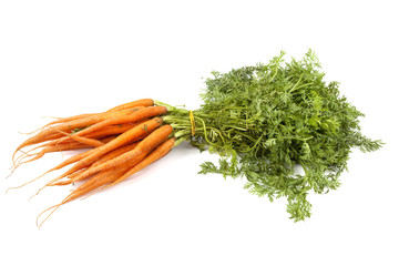 Fresh Carrots