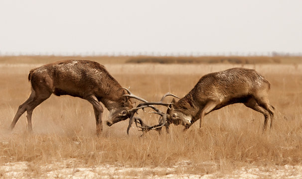 Pelea de Ciervos