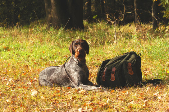 Hunters Dog Guarding Luggage In Fall