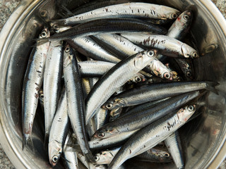 Sardine