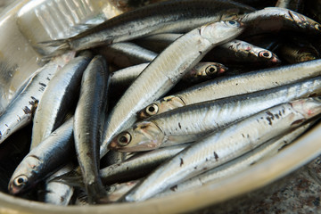Fresh Sardine