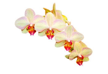 Fototapeta na wymiar Strip Orchid