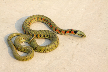 snake