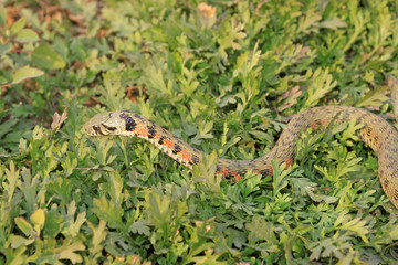 snake