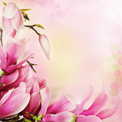 Spring magnolia flowers border - 29866309