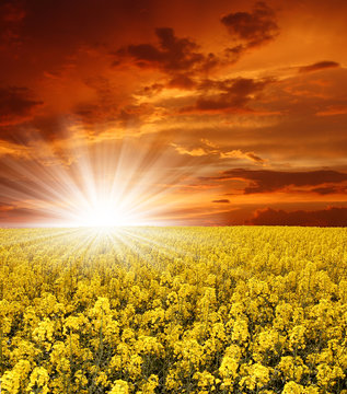 Sunrise Over Rape Field