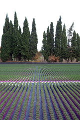 Young planting in a greenhouse