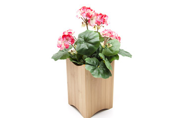 Geranien im Holzbehälter