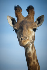 Giraffe with blue background