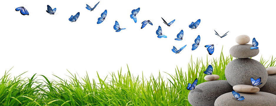 Tr&egrave;s beaux papillons bleus volant au-dessus de rochers