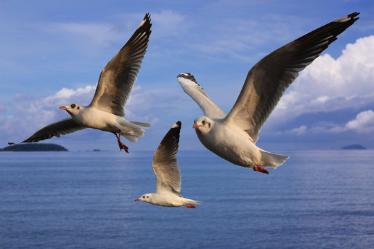 Three seagulls on the sky