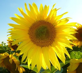 Naklejka premium Sonnenblume